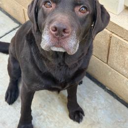 Brandy - Chocolate female Labrador Retriever puppy in Menifee, California from The Golden Leash Kennels
