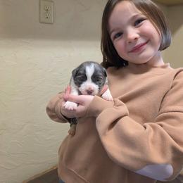 Skye - White and blue female Border Collie puppy in Ripley, Oklahoma from Adventure5 Border Collies