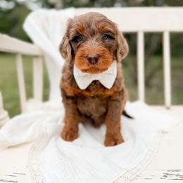 Joe - Merle male Goldendoodle puppy in Ooltewah, Tennessee from Allison Family Doodles