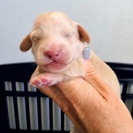 Bella - Cream female Dachshund puppy in Alva, Florida from Salty C's Dachshunds