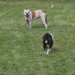 Hooch - Bulldog