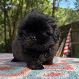 Boy 1 - male Shih Tzu puppy in Mobile, Alabama from FluffyTail Shih Tzu