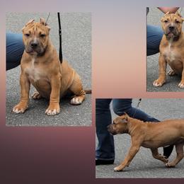 Boy 3 - Fawn sable American Bully puppy in Chesterfield, Virginia from Kilo Company American Bullies