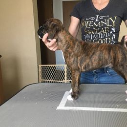 Boxer Puppies from Vintage Boxers