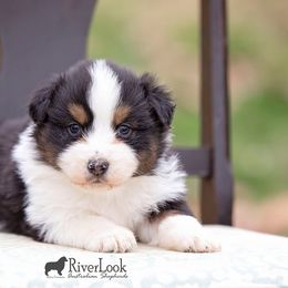 Australian Shepherd Puppies from Riverlook Australian Shepherds