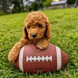 Jersey - Parti female Goldendoodle puppy in Columbia, South Carolina from Glittering Grace Goldendoodles