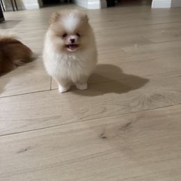 Rhyno - Cream male Pomeranian puppy in Fresno, California from M&M Pom