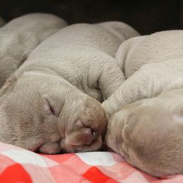 Weimaraner Puppies from North Georgia Weims