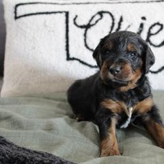 Golden Mountain Doodle Puppies from Silver Barn Doodles