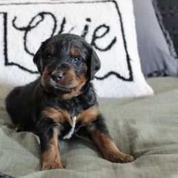 Golden Mountain Doodle Puppies from Silver Barn Doodles
