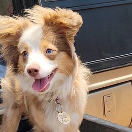 Aussiedoodles, Miniature Australian Shepherds, and Toy Australian Shepherds from Valley Toy Aussies