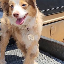 Aussiedoodles, Miniature Australian Shepherds, and Toy Australian Shepherds from Valley Toy Aussies
