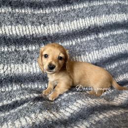 Belle - Cream female Dachshund puppy in Perris, California from Doxie_pupps