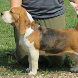 Paige - Beagle