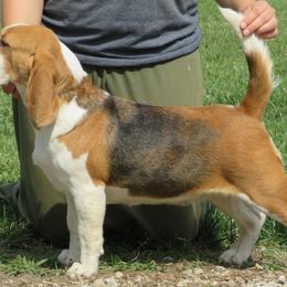 Paige - Beagle