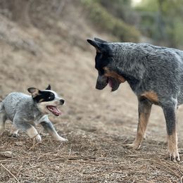 Australian Cattle Dog Puppies from Tin Roof Australian Cattle Dogs