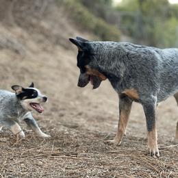 Australian Cattle Dog Puppies from Tin Roof Australian Cattle Dogs