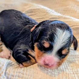Brown girl - Tri-color female Bernedoodle puppy in Beaumont, Texas from Joy's Dood Ranch