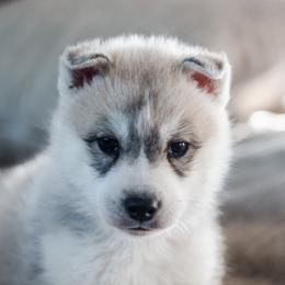 Siberian Husky Puppies from North River Siberians