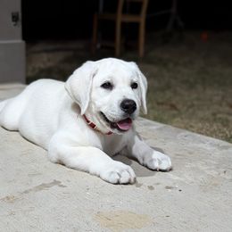 Thor - Yellow Labrador Retriever puppy in Mt. Vernon, Texas from Bohlken Labradors