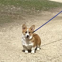 Pembroke Welsh Corgi Puppies from McCall Creek Corgis