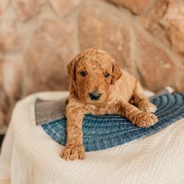 Jackson - Apricot male Goldendoodle puppy in Yukon, Oklahoma from Bows and Ties Doodles, LLC