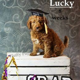 Lucky (boy) Yellow Collar - Red  male Goldendoodle puppy in Corona, California from Fluffy Puppy Mini Doodles LLC