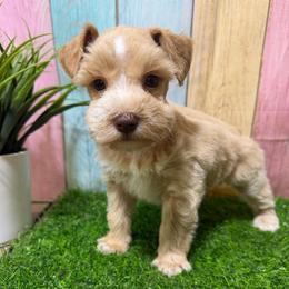 Sully - Wheaten male Miniature Schnauzer puppy in Lufkin, Texas from C&K’s Schnauzer House
