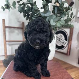 Luna - Black female Goldendoodle puppy in Oregon City, Oregon from Jessica's  Goldendoodle’s