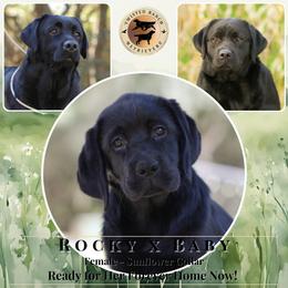 Sunflower Collar - Black female Labrador Retriever puppy in Fair Oaks, California from Twisted Ranch Retrievers