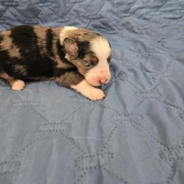 Candy - Blue merle female Australian Shepherd puppy in Abilene, Texas from S&K Aussies N' Rotties