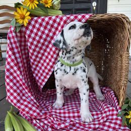 Pickles - White and black female Dalmatian puppy in Tulsa, Oklahoma from White House Dals
