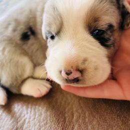 Rocket - Brindle merle and white male Cardigan Welsh Corgi puppy in Mishawaka, Indiana from Squires Corgi Cottage