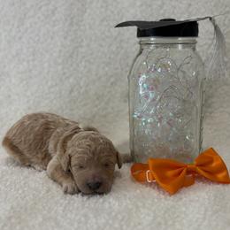 Sal - Apricot male Goldendoodle puppy in Camden, North Carolina from Oopsie Doodles of NC