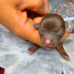 Bandit - Chocolate male Chihuahua puppy in Palm Coast, Florida from Fiesta Pups