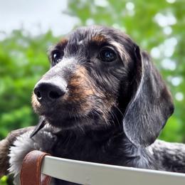 Comet - Wild  boar and tan female Dachshund puppy in East Greenbush, New York from Polaris Pups