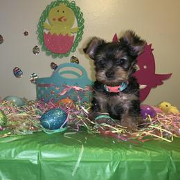 Pomeranian and Yorkshire Terrier Puppies from Melrey's paws
