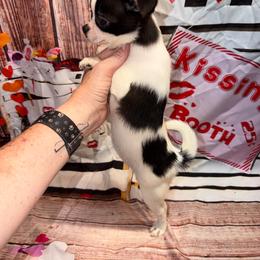Ruby - Black and white female Chihuahua puppy in Palmyra, Indiana from Country Star Chihuahuas