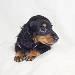 Berry - Black and tan female Dachshund puppy in Sacramento, California from MiniDoxPups