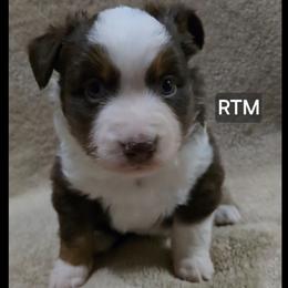 Boy 1 - Red tri male Miniature Australian Shepherd puppy in Bend, Oregon from Badlands Toy and Mini Aussies