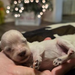 Gunner - White male Miniature Schnauzer puppy in Magalia, California from NorCal Schnauzers