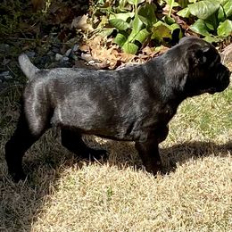 Cane Corso Puppies from Reliance Cane Corso