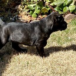 Cane Corso Puppies from Reliance Cane Corso