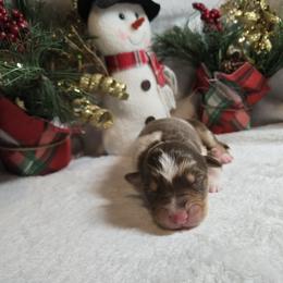 Ralphie - Red merle male Australian Shepherd puppy in Peach Bottom, Pennsylvania from Arcadia Australian Shepherds