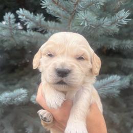 Peach Collar Girl 3 - Golden female Golden Retriever puppy in Salt Lake City, Utah from Deseret Peak Goldens