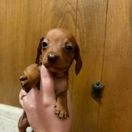 Runtlett - Red male Dachshund puppy in Athens, Texas from County Road Puppies
