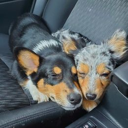 American Corgi and Pembroke Welsh Corgi Puppies from Koko's Kennels
