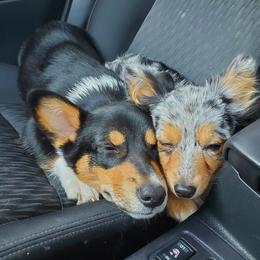 American Corgi and Pembroke Welsh Corgi Puppies from Koko's Kennels