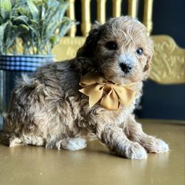 Claus - Apricot male Poodle puppy in Adolphus, Kentucky from Deerly Poodles