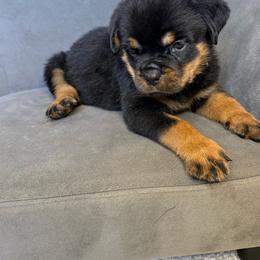 Pink girl - Black and mahogany female Rottweiler puppy in Reno, California from VHF